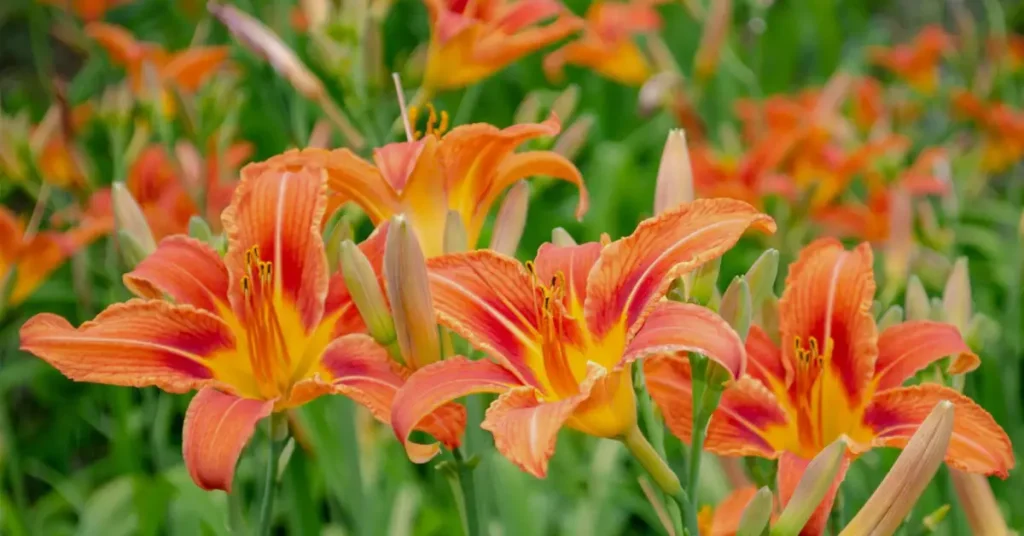daylilies orange flowers