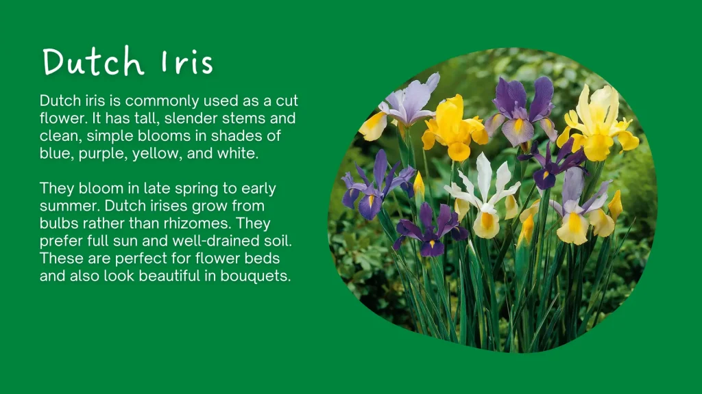 dutch iris flower