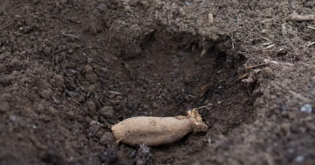 how to grow dahlias through tubers