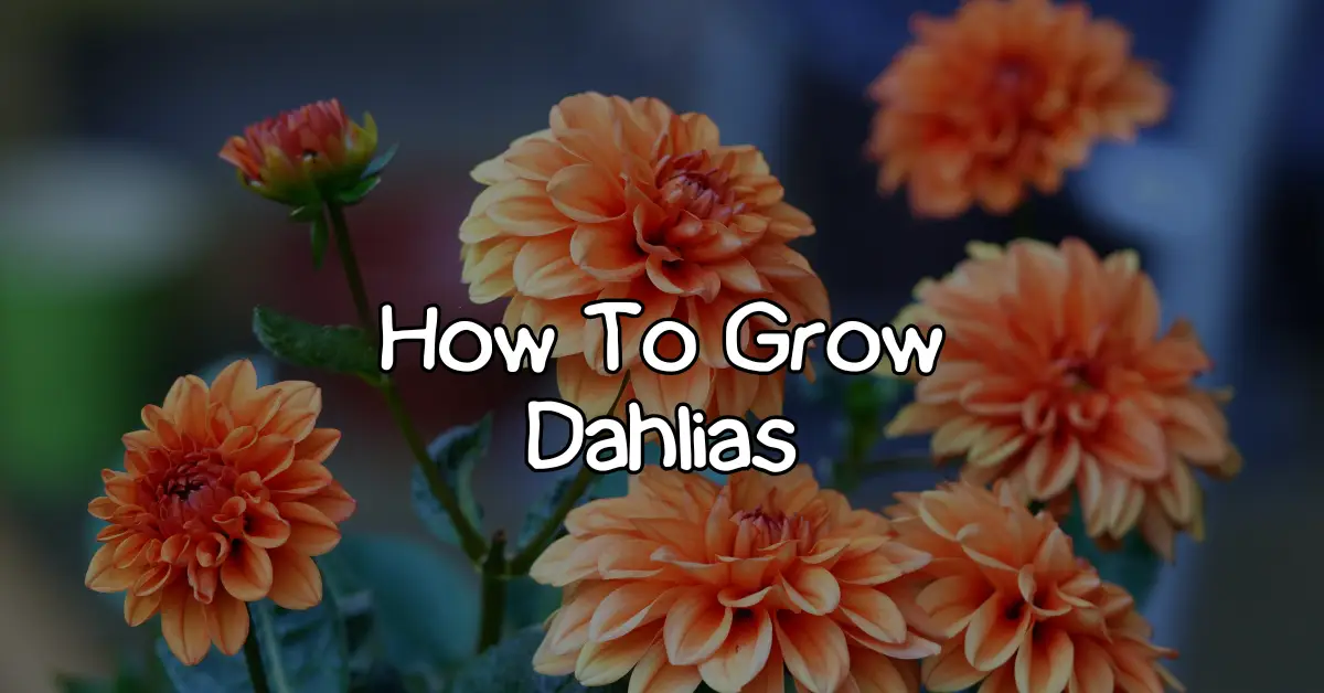 how to grow dahlias