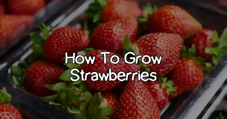 how to grow strawberries