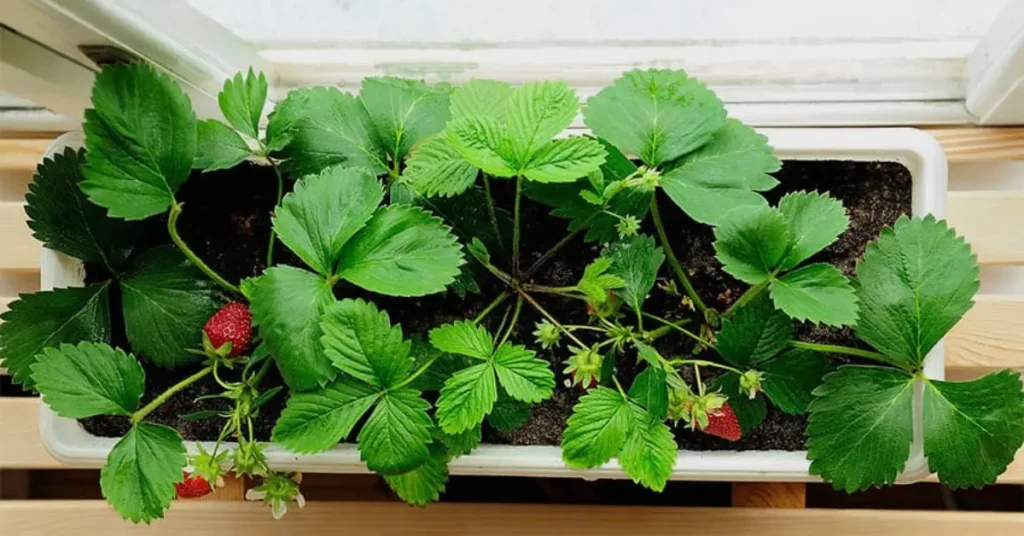 how to grow strawberries indoors