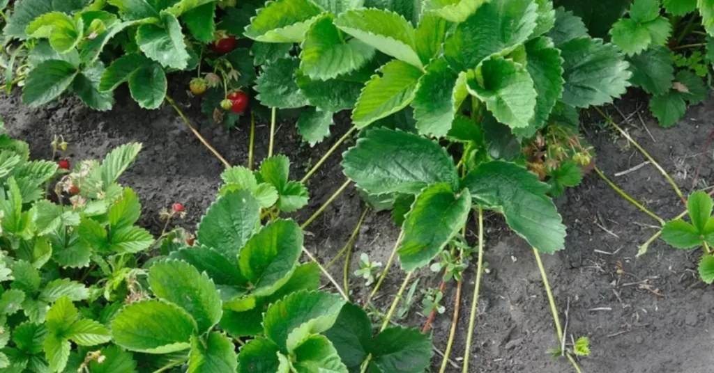 how to grow strawberries