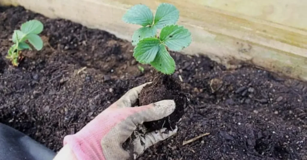 how to grow strawberries soil requirement