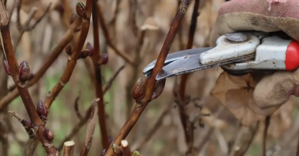 hydrangea pruning