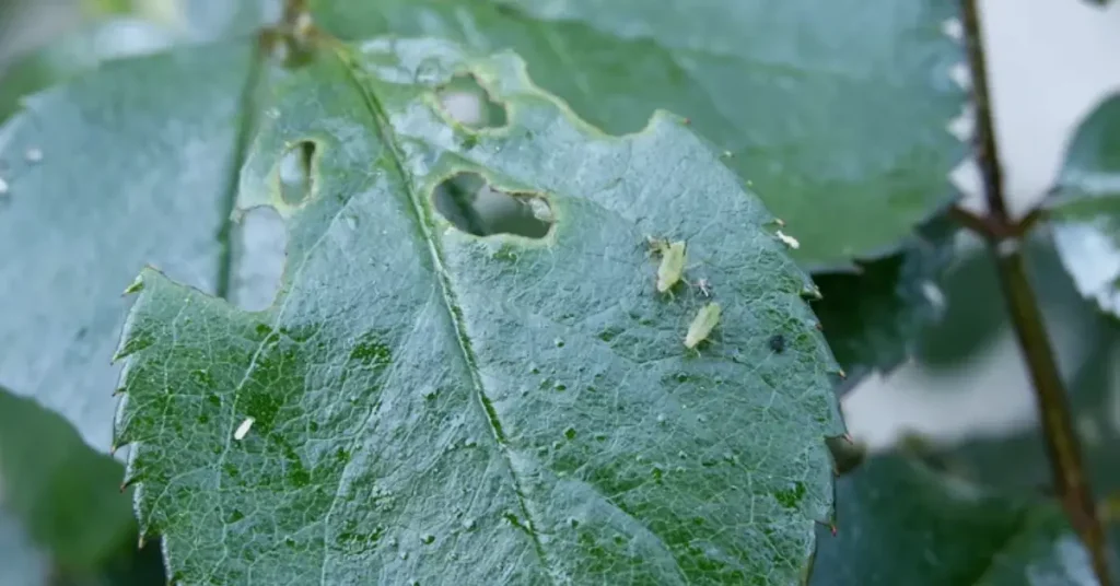 hydrangeas aphids
