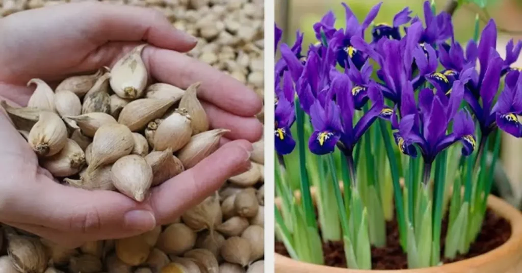 iris bulbs planting