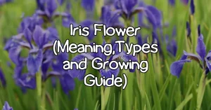 iris flowers