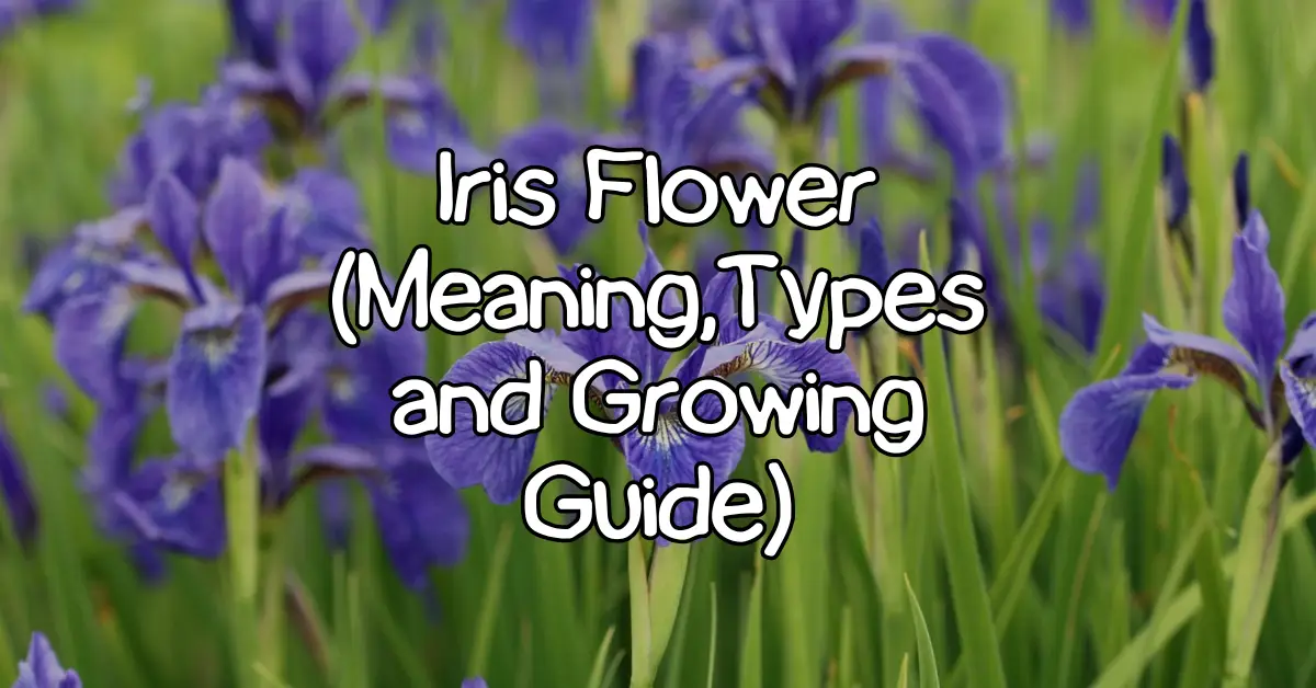 iris flowers