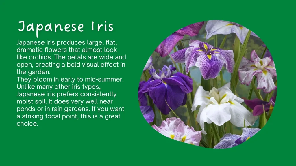japanese iris flower