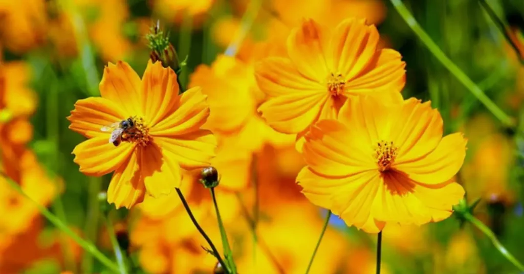 orange cosmos flowers