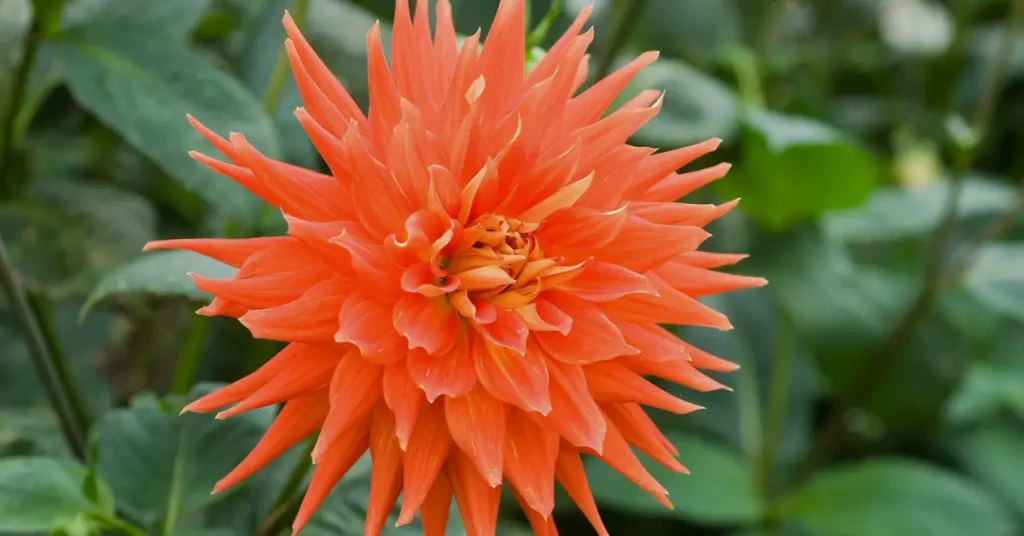 orange dahlias