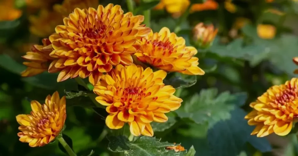 orange flower chrysanthemum