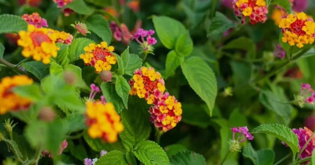 orange flowers lantana