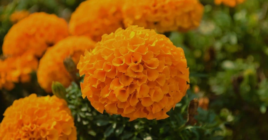 orange flowers marigold