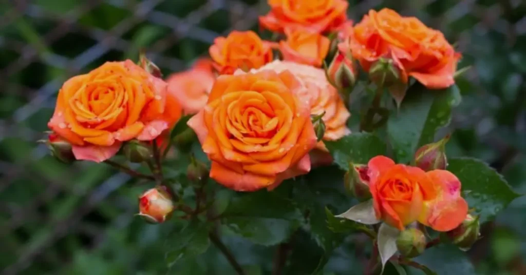 orange flowers roses