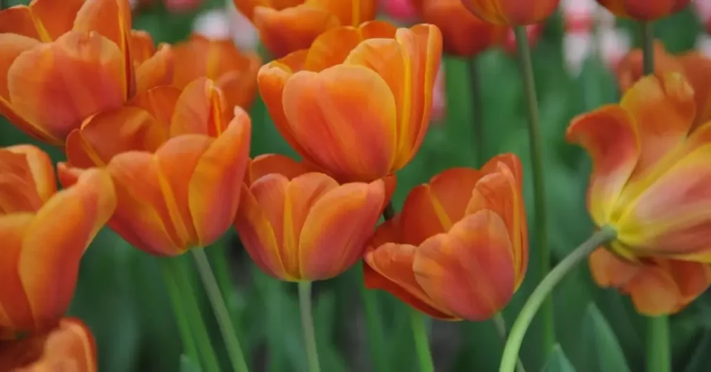 orange flowers tulips
