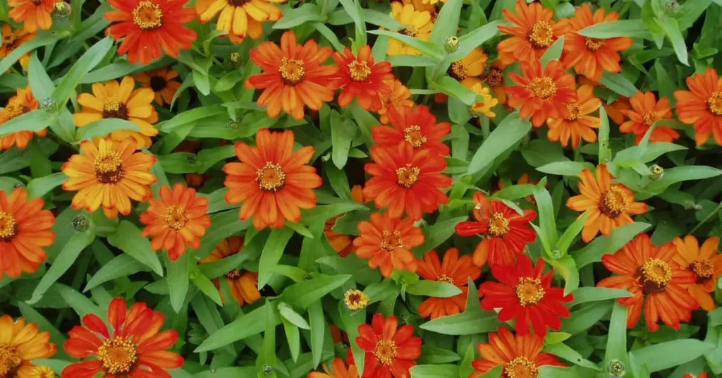 orange flowers zinnias