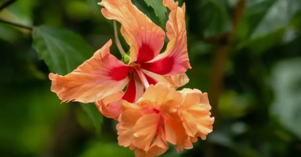 orange hibiscus