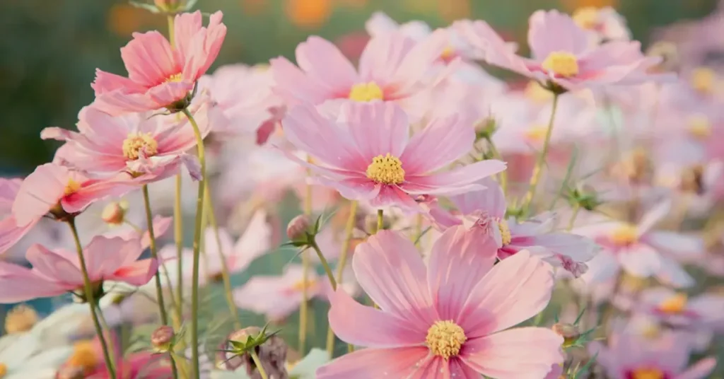 pink cosmos flowers