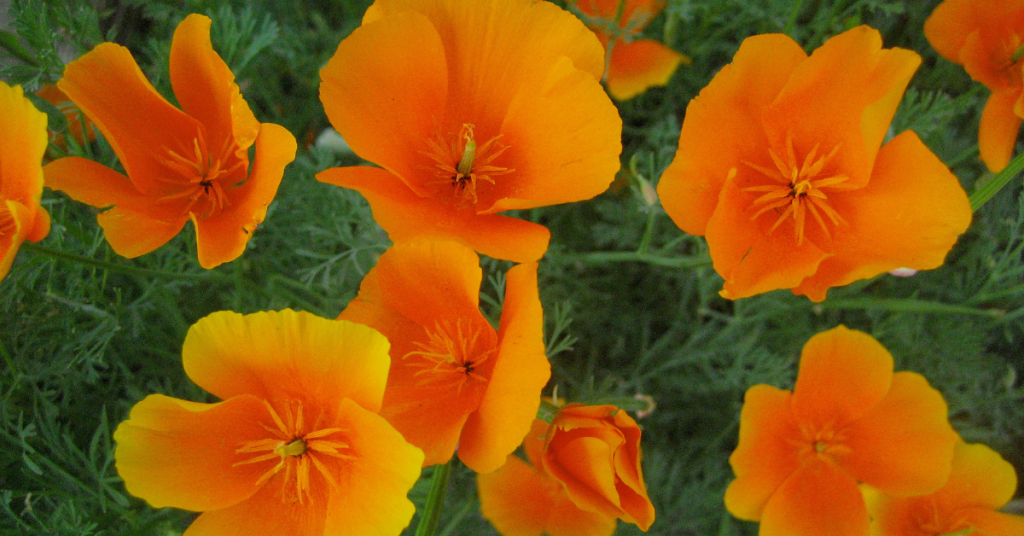 poppy orange flowers