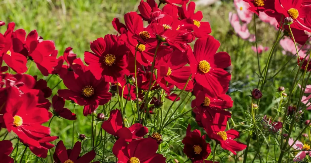 red cosmos flowers