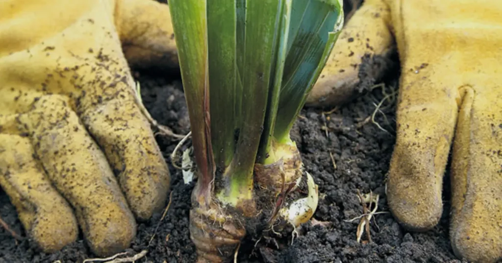 rhizome iris planting