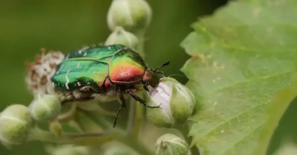 rose chafer