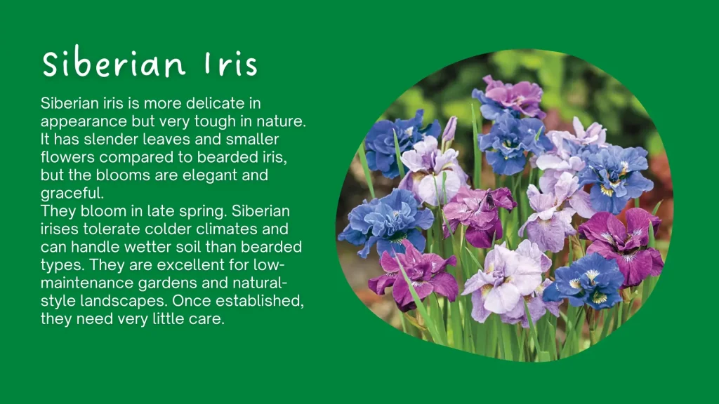 siberian iris flower
