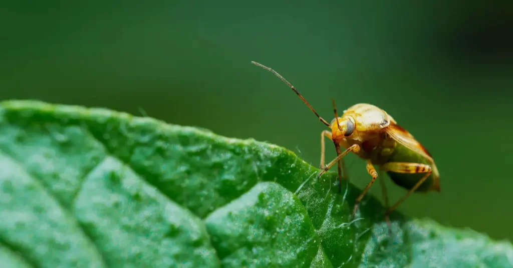 tarnished bug