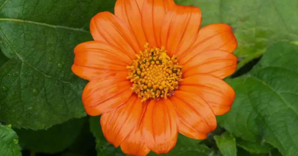 tithonia flower