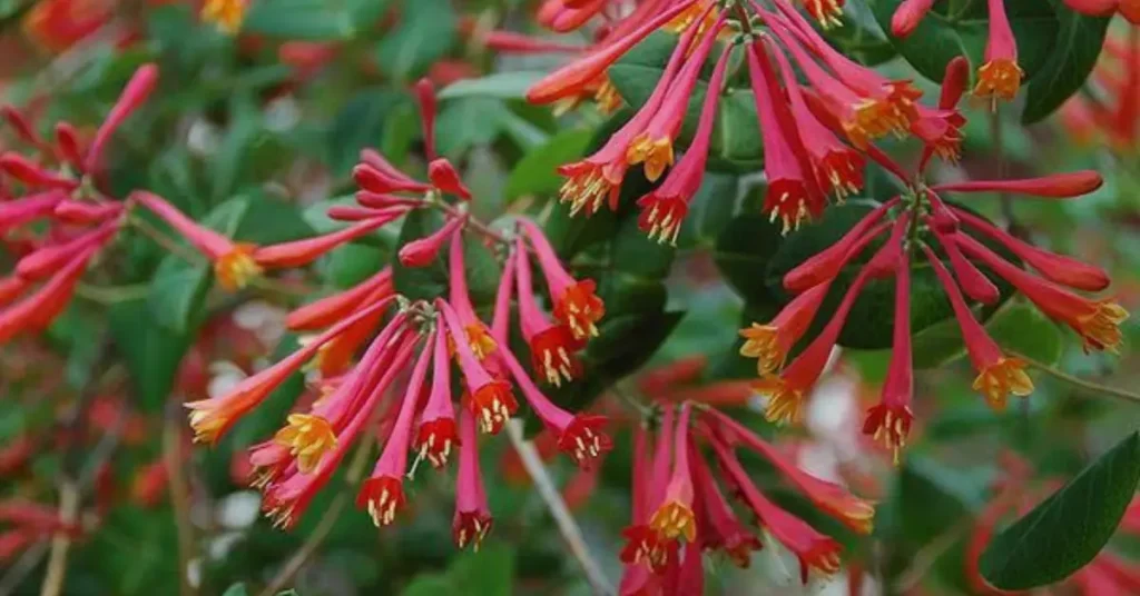 trumpet flowers honeysuckle