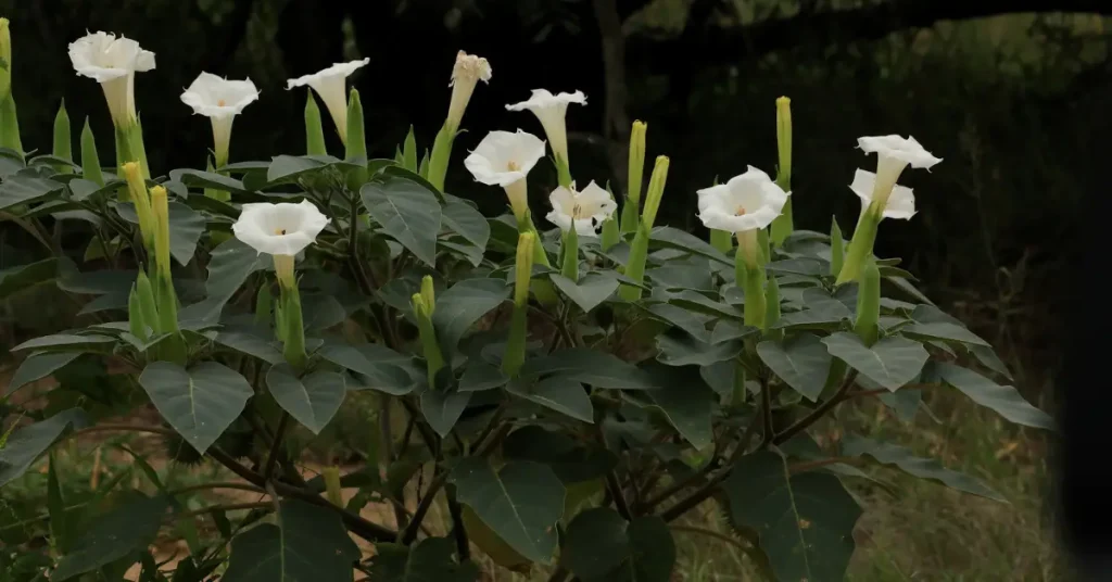 trumpet flowers jimsonweed