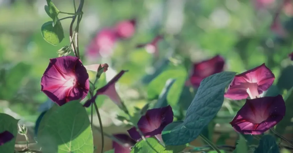 trumpet flowers morning glory