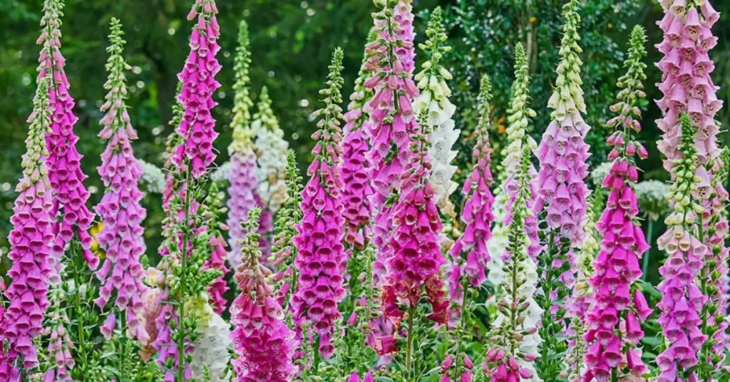 trumpet flowers plant