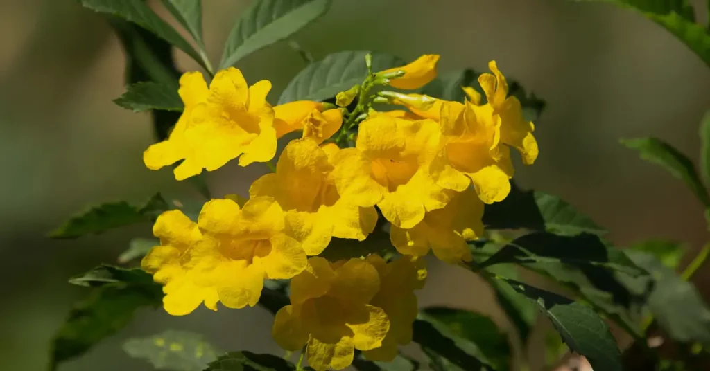 trumpet flowers shrub