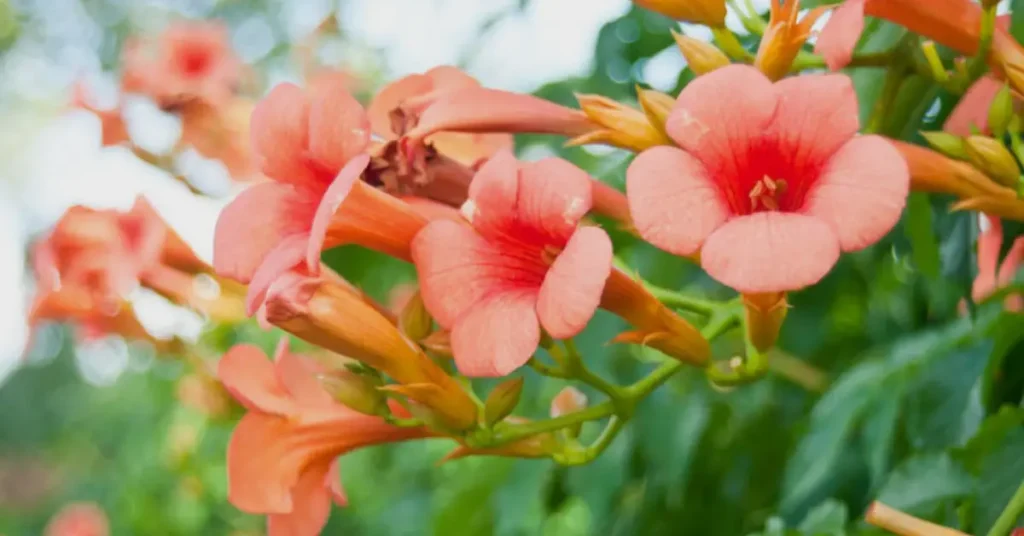 trumpet flowers vine