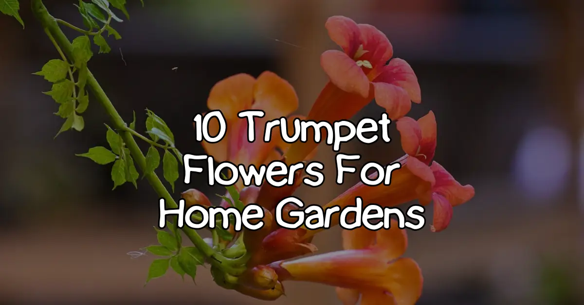 trumpet flowers