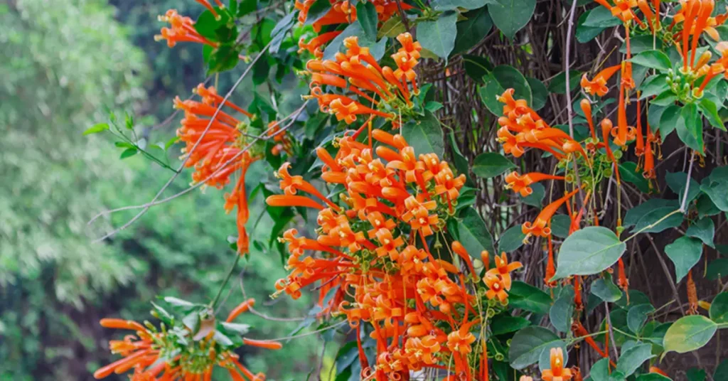 trumpet vine