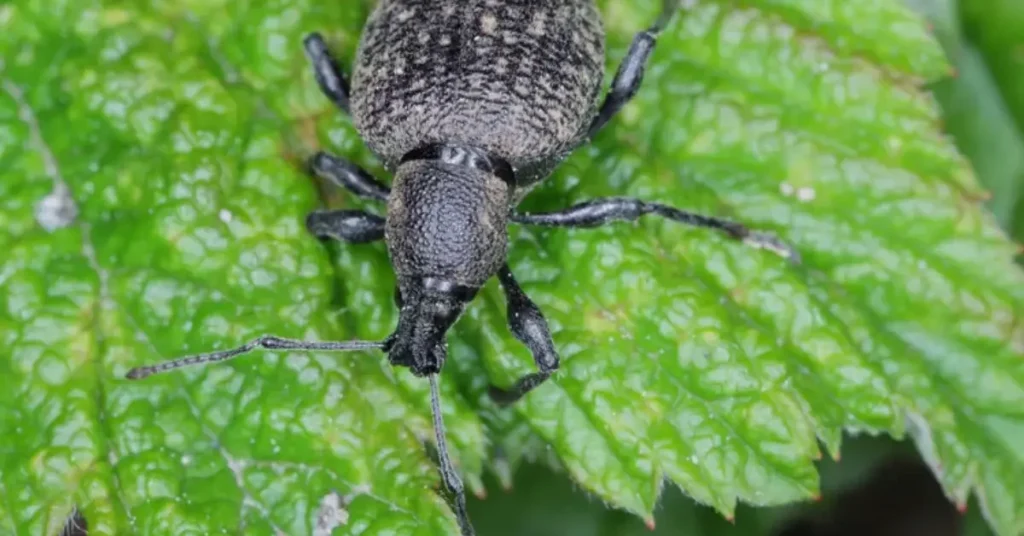 weevil