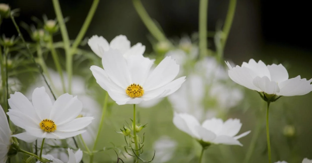 white cosmos flowers