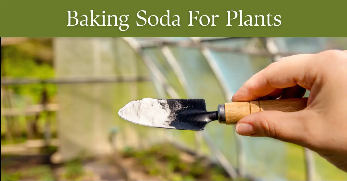 Baking Soda for Plants