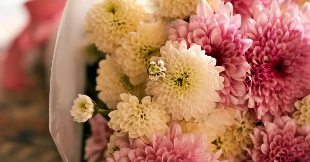 Chrysanthemum flowers for friendship
