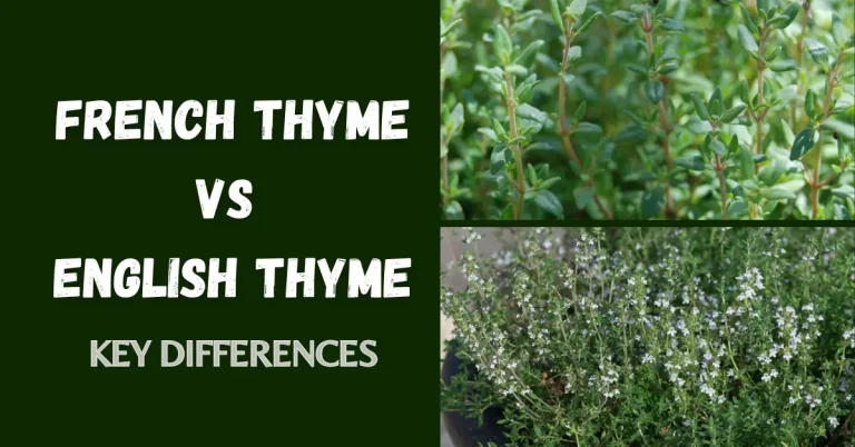 French Thyme Vs English Thyme