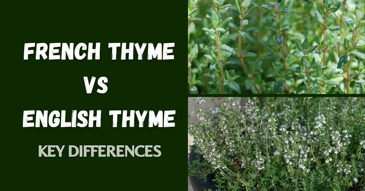 French Thyme Vs English Thyme