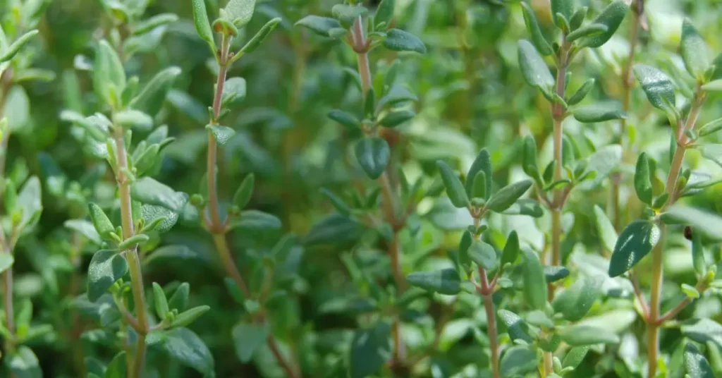 French Thyme Vs English Thyme 