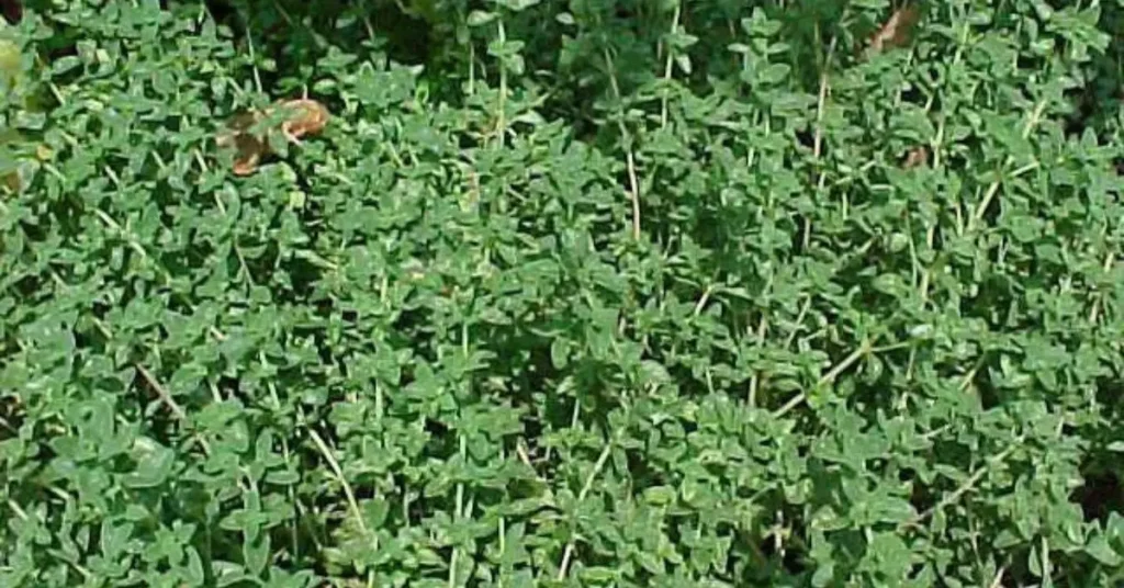 French Thyme Vs English Thyme 