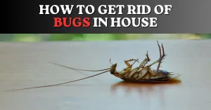 How To Get Rid of Bugs in House