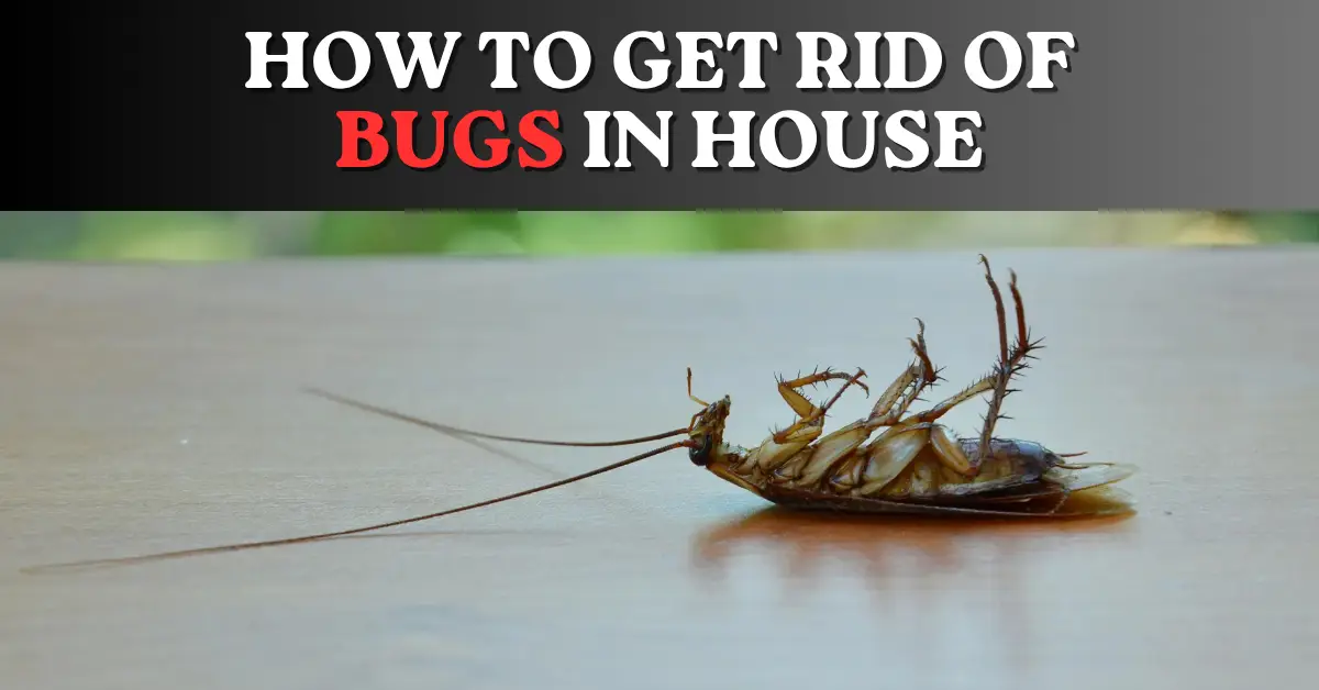 How To Get Rid of Bugs in House