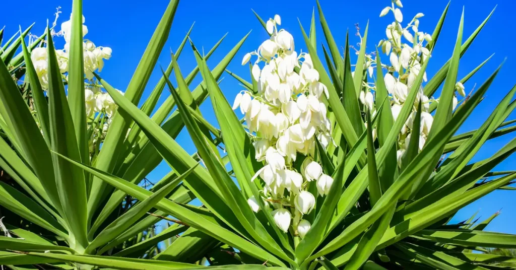 Spiky plants for garden 